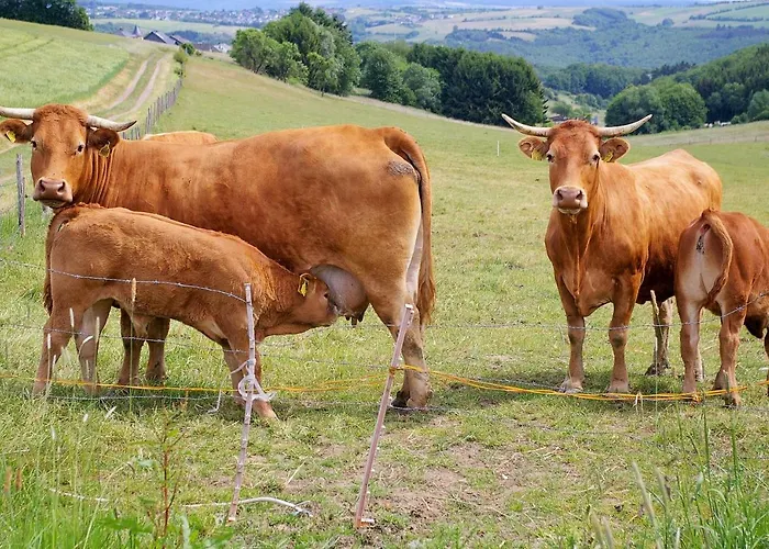 Apartamento Fewogriebelschied *